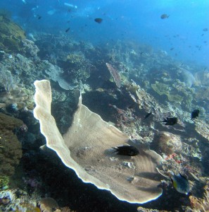 Gigantic Elephant Ear Sponge