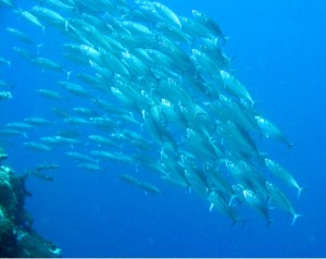 Long jawed Mackerels