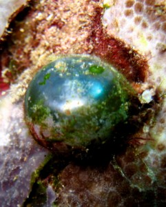 Sailor Eyeball