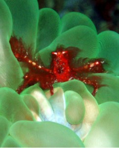 Orang Utan Crab