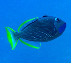 Gilded Triggerfish