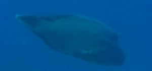 Napoleon Wrasse