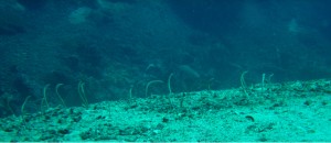 Spotted Garden Eels