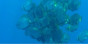 Spade/Batfish