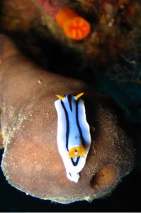 Chromodoris Nudie