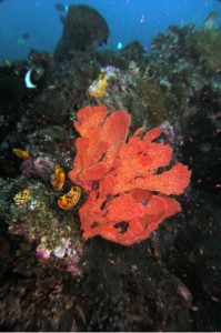 Bright Orange Sponge