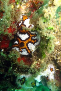 "Matted" Sea Squirt