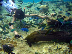 A large moray eel which could be seen at the Redang Marine Park (photo provided by one of the beach boys)