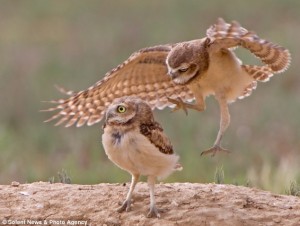 He's behind you: In another frame the cheeky burrowing owl creeps up behind his sibling