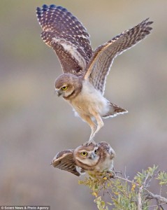 Dropping in: The playful bird perched on his brother's head as wildlife photographer Rob Palmer took the amazing shots in the Colorado desert