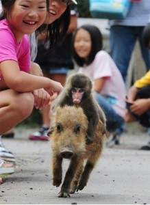 Monkey baby piglet rodeo / 孤儿猴猪好哥儿们