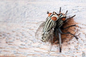 mating