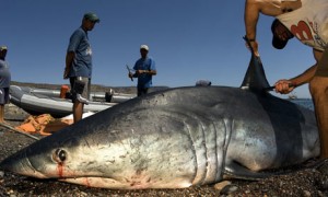 A female mako shark being finned at a shark fishing camp, Santa Rosalia, Mexico. (Photograph: Brian Skerry/National Geographic/Getty Images)