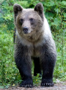 Starving ... bears hunt for food at cemeteries