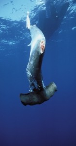 finned hammerhead shark