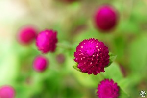 vibrance