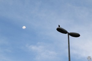 望月