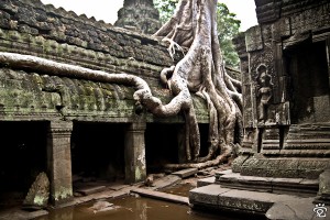 trees growing on temple