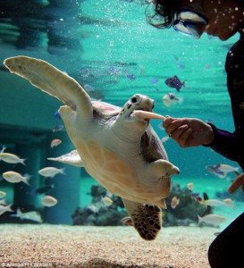 Washed ashore: Sea Biscuit has learned to dive and swim like normal creatures after being rescued as a hatchling found on a beach in 2009