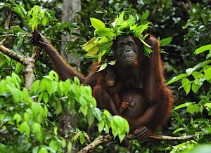 Leaf shelter: Mummy orangutan protects baby from the rain