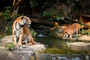 save tigers (tigers in the Zoo of Melaka)