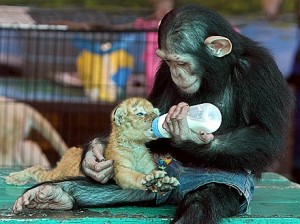 Chimp lovingly feeds tiger cub with baby bottle (1/2)