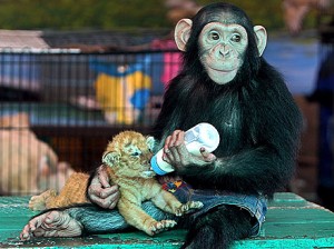 Chimp lovingly feeds tiger cub with baby bottle (2/2)
