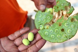 lotus seeds (edible)