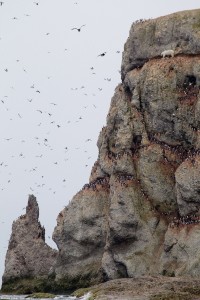 Watch the birdie: A hungry polar bear inching down a 300ft cliff face in a desperate search for food on in Novaya Zemlya, Russia