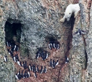 What are you doing here?! The bear approches nesting Brunnich's Guillemots, whose eggs he hoped to scavange