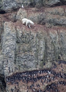 Gone again: The birds raced down the cliff every time the polar bear ventured further down. A quizzical seagull watches from above the bulky beast