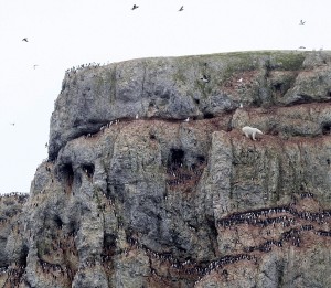 Precarious: The bear eventually returned to the top after losing its footing a few too many times