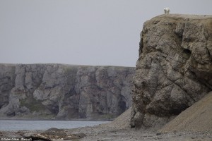 Remote: The polar bear before making his daring descent on one of the rocky Ostrova Oranskie islands