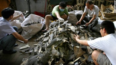 Workers prepare shark fins for sale in Hong Kong on September 1, 2007. Almost 80% of Hong Kongers now consider it socially acceptable to leave shark fin soup off the menu. (image by AFP/Getty Images)