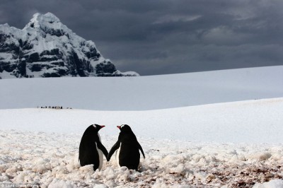 Just the two of us: This romantic pair of penguins hold hands as their buddies congregate in the distance in Port Lockroy, a natural harbour in the Antarctic Peninsula (photo by Silviu Ghetie)