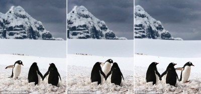 'What are you two up to? Oh, holding hands again': Lonely heart approaches the couple and seeing they are only interested in themselves, moves switfly on (photo by Silviu Ghetie)