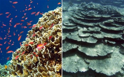 Coral bleaching caused by higher sea temperatures wreaked havoc across the Coral Triangle (Photo by AFP/Getty Images/Reuters)