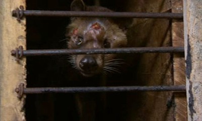 The civets are almost exclusively fed coffee berries, which they then excrete. This image was taken on a civet farm just outside Surabaya, Indonesia. Photograph: guardian.co.uk