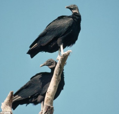 Jealous: Like the Magellanic penguin, black vultures are strictly monogamous