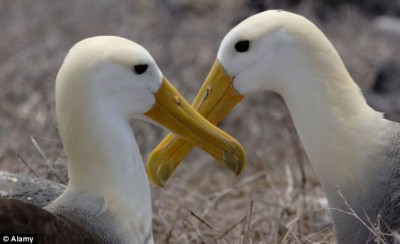 Mates for life: In spite of long distance flights, albatrosses always return to breed with the same partners