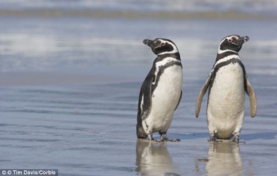 Faithful: New research shows how a pair of Magellanic penguins were loyal to each other for 16 years