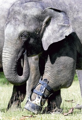 Seledang using its prosthetic leg at the Kuala Gandah National Elephant Conservation Centre in Temerloh yesterday. (Pic by Mohd Rafi Mamat)