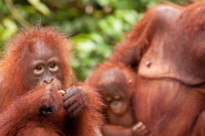 Orangutan family in Tanjung Puting National Park, Kalimantan, Borneo. (image: Russ Watkins (Flickr CC))