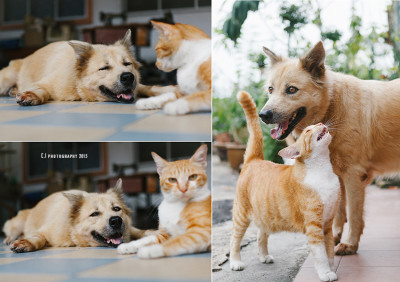 My name is Fei Fei. I was a stray puppy.